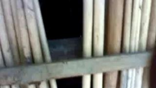 Bangladeshi Village Group Sex - video 1