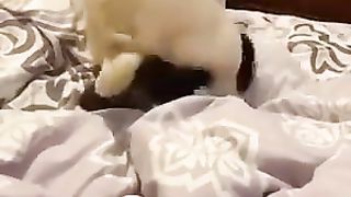 My dog and cat DO NOT jack off to this please