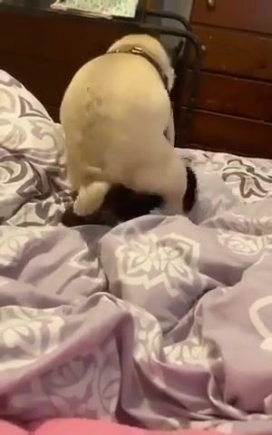 My dog and cat DO NOT jack off to this please