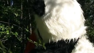 Little red riding hood fucking Panda